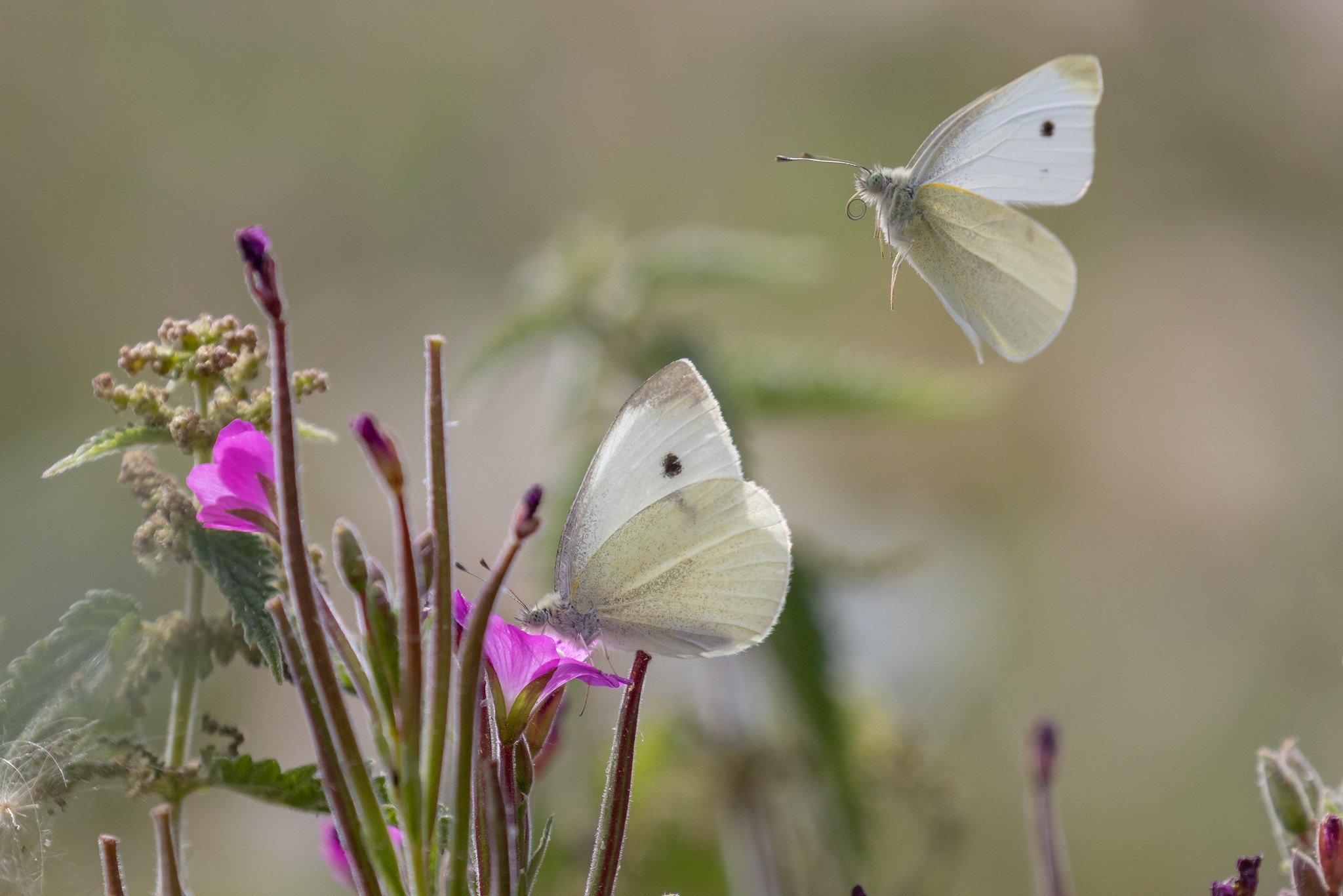Cabage White Butterfly