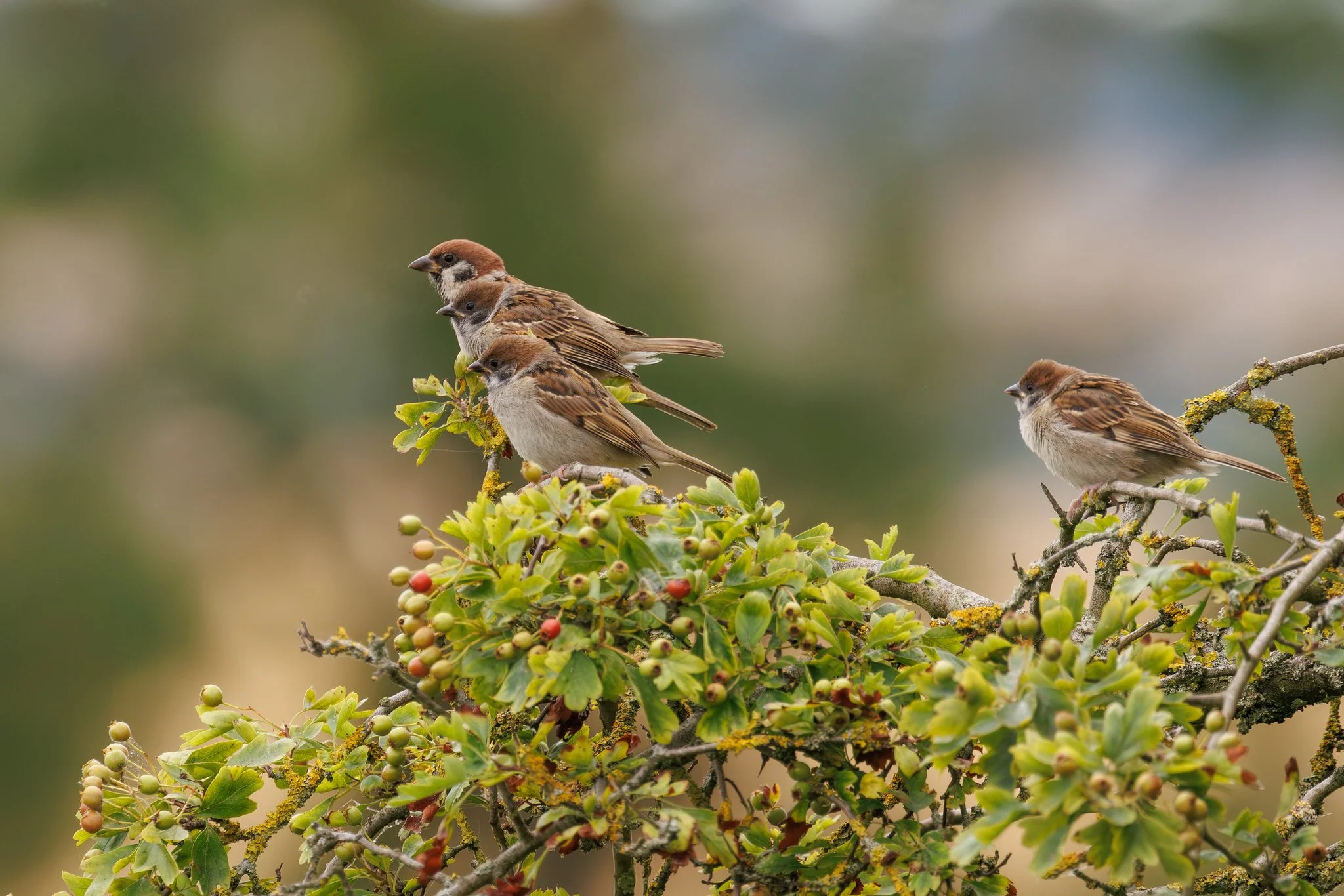 Tree Sparrow