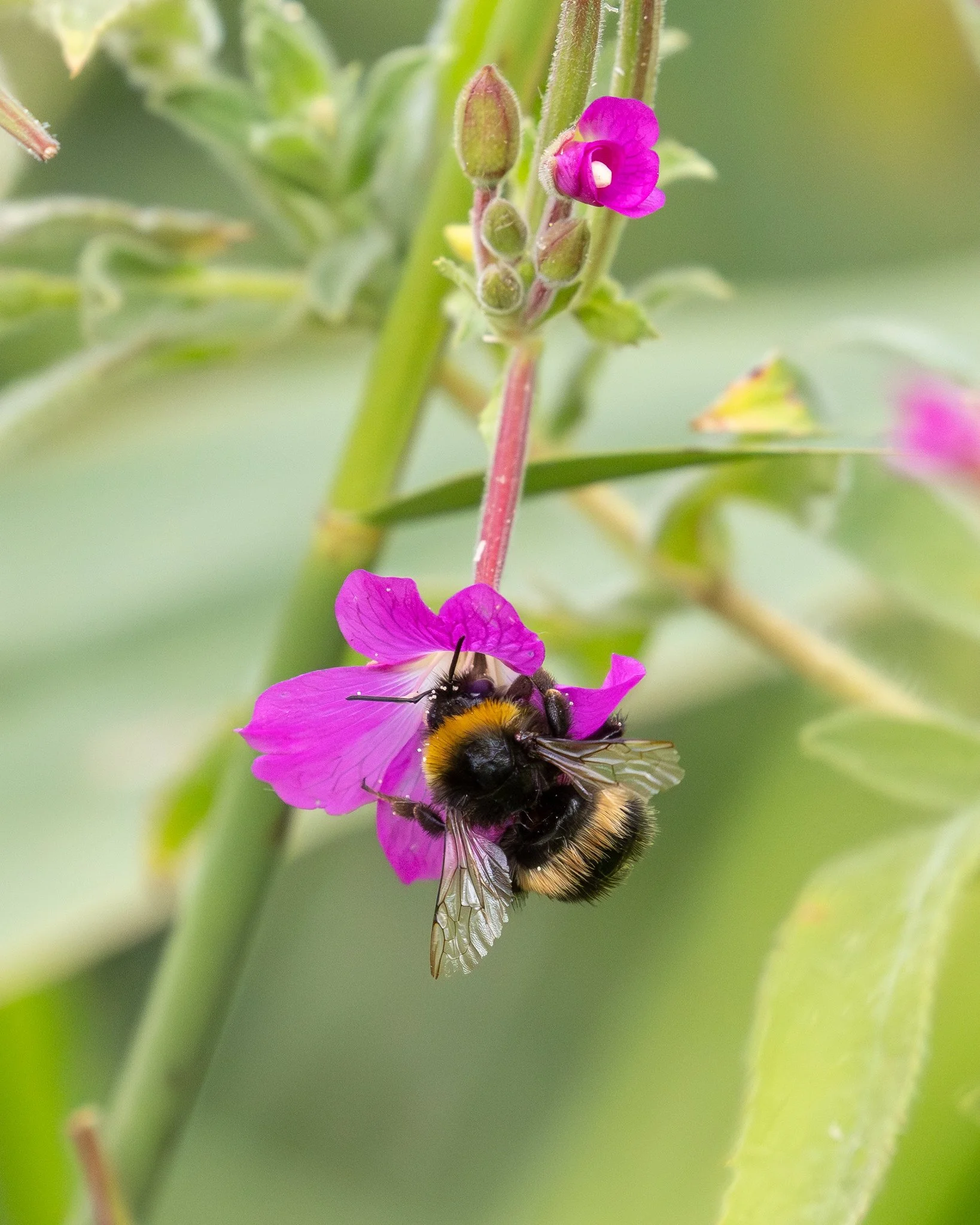 Buff Tailed Bumblebee