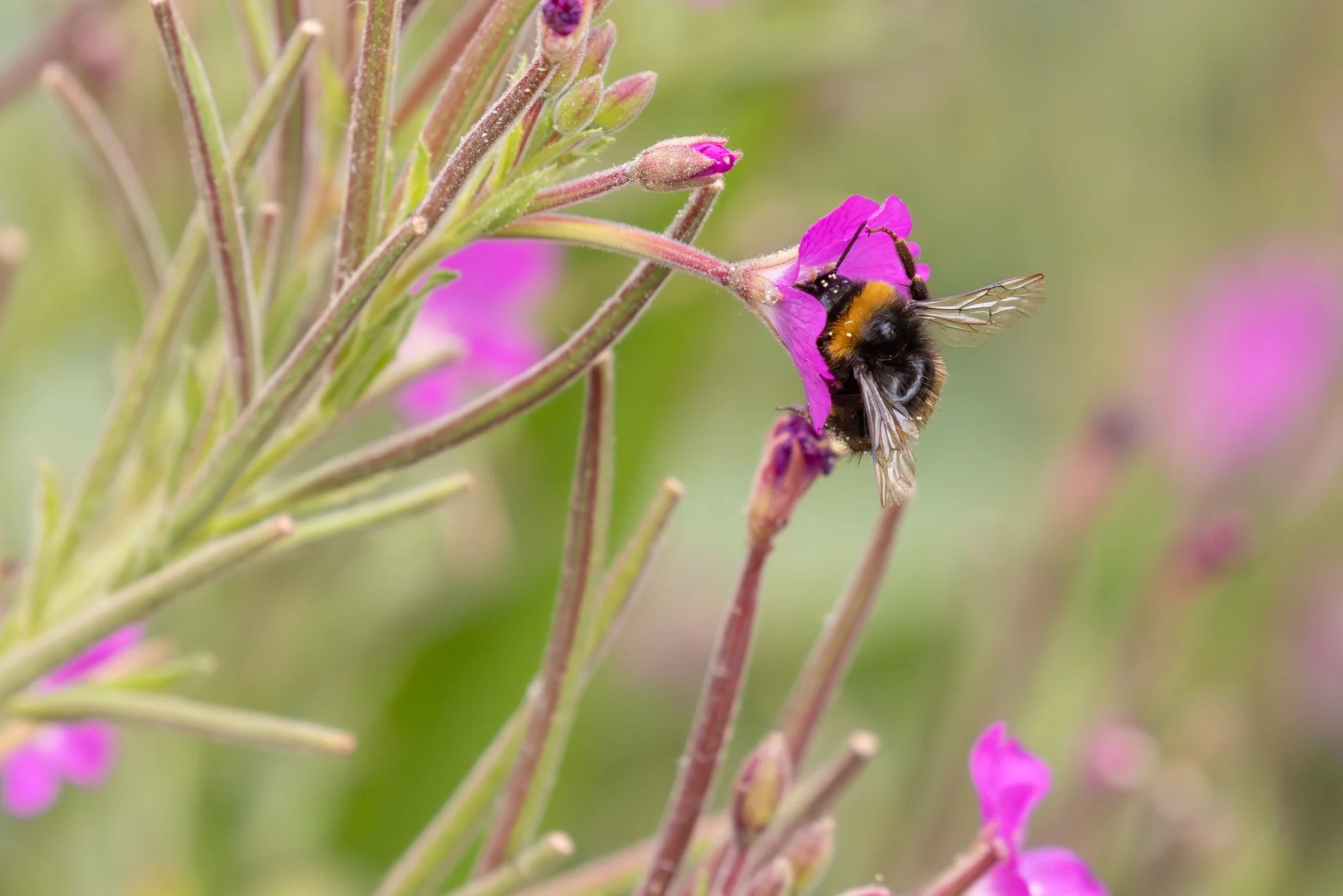 Buff Tailed Bumblebee