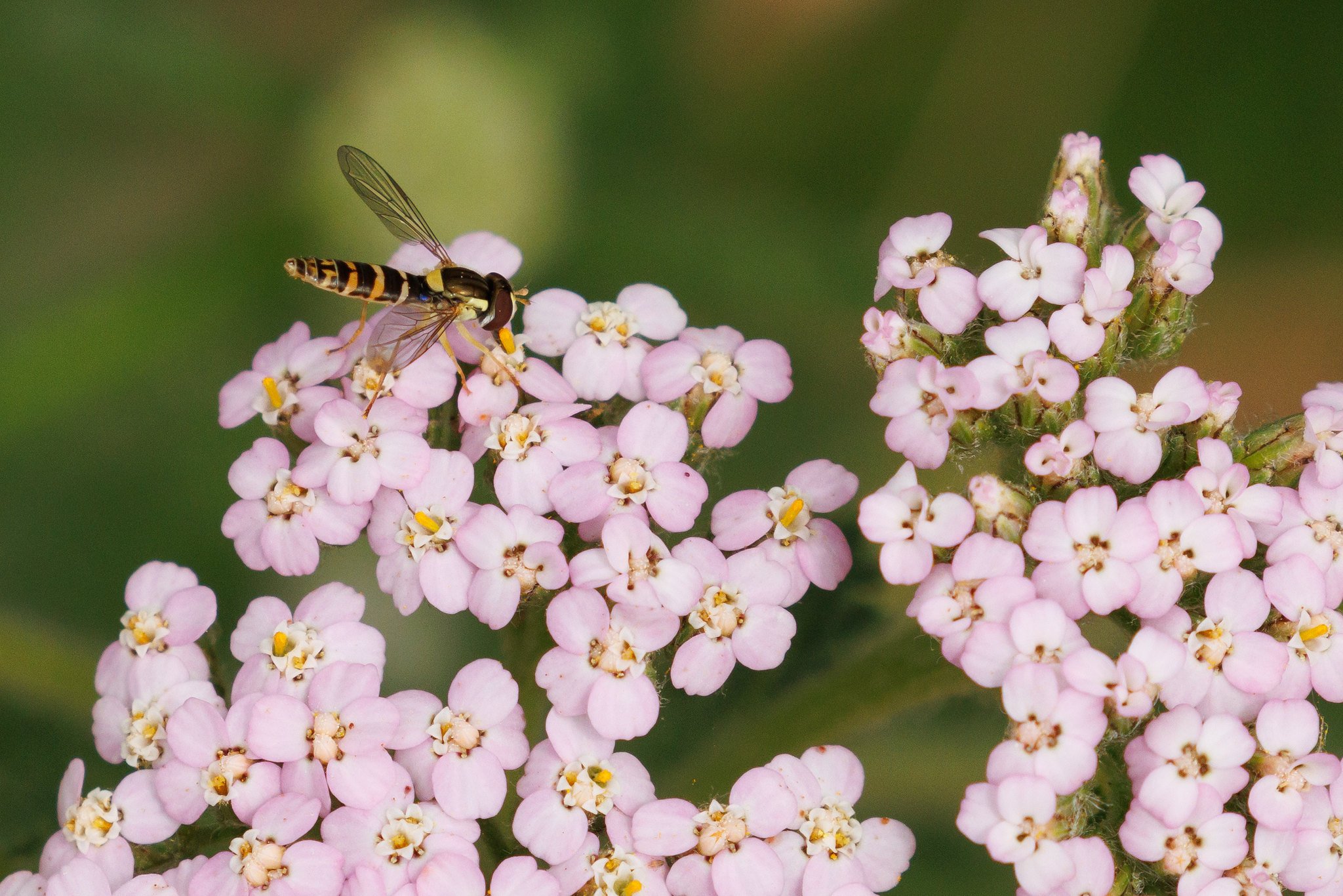 Long Hoverfly