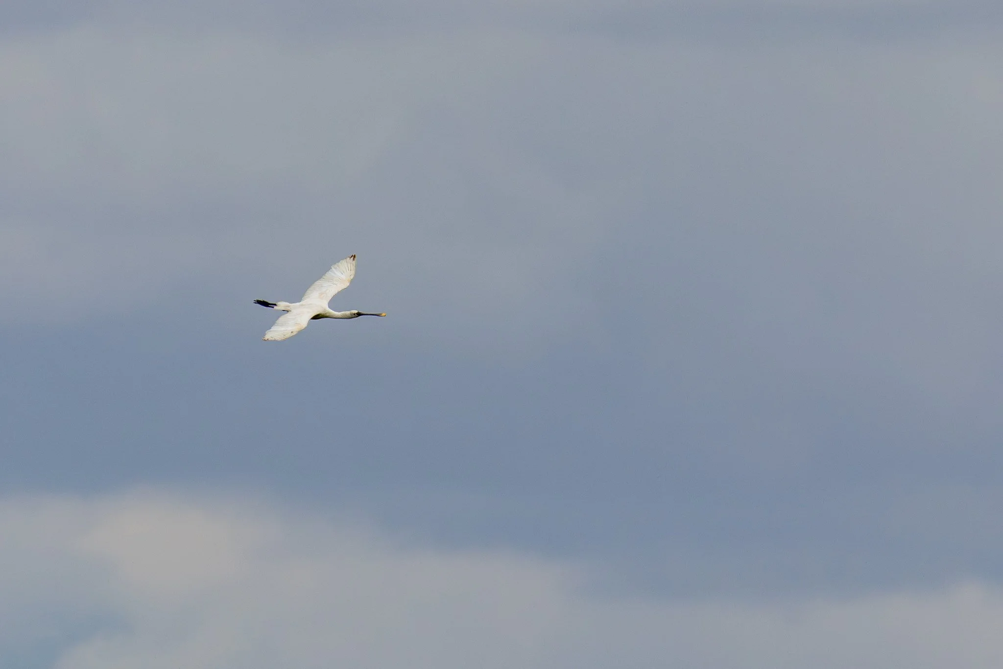 Spoonbill