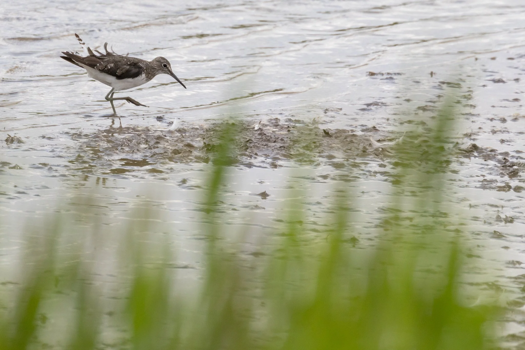 Green Sandpiper