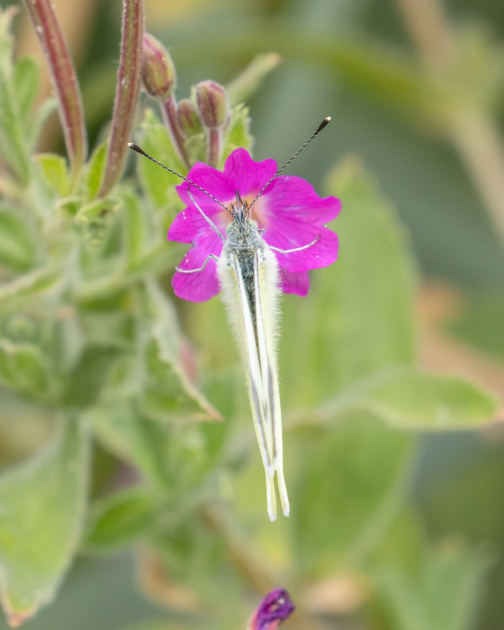 Cabage White Butterfly