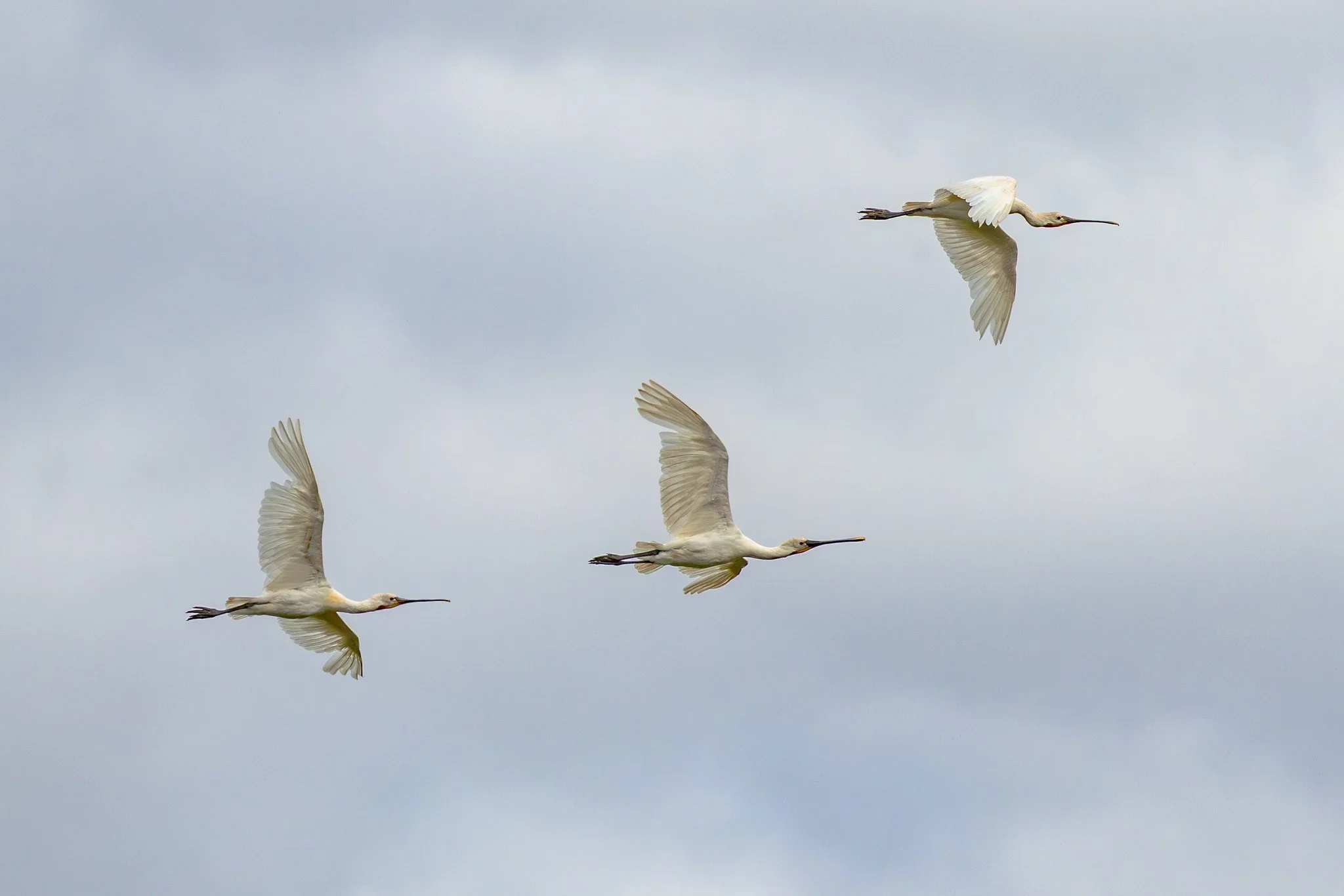 Spoonbill