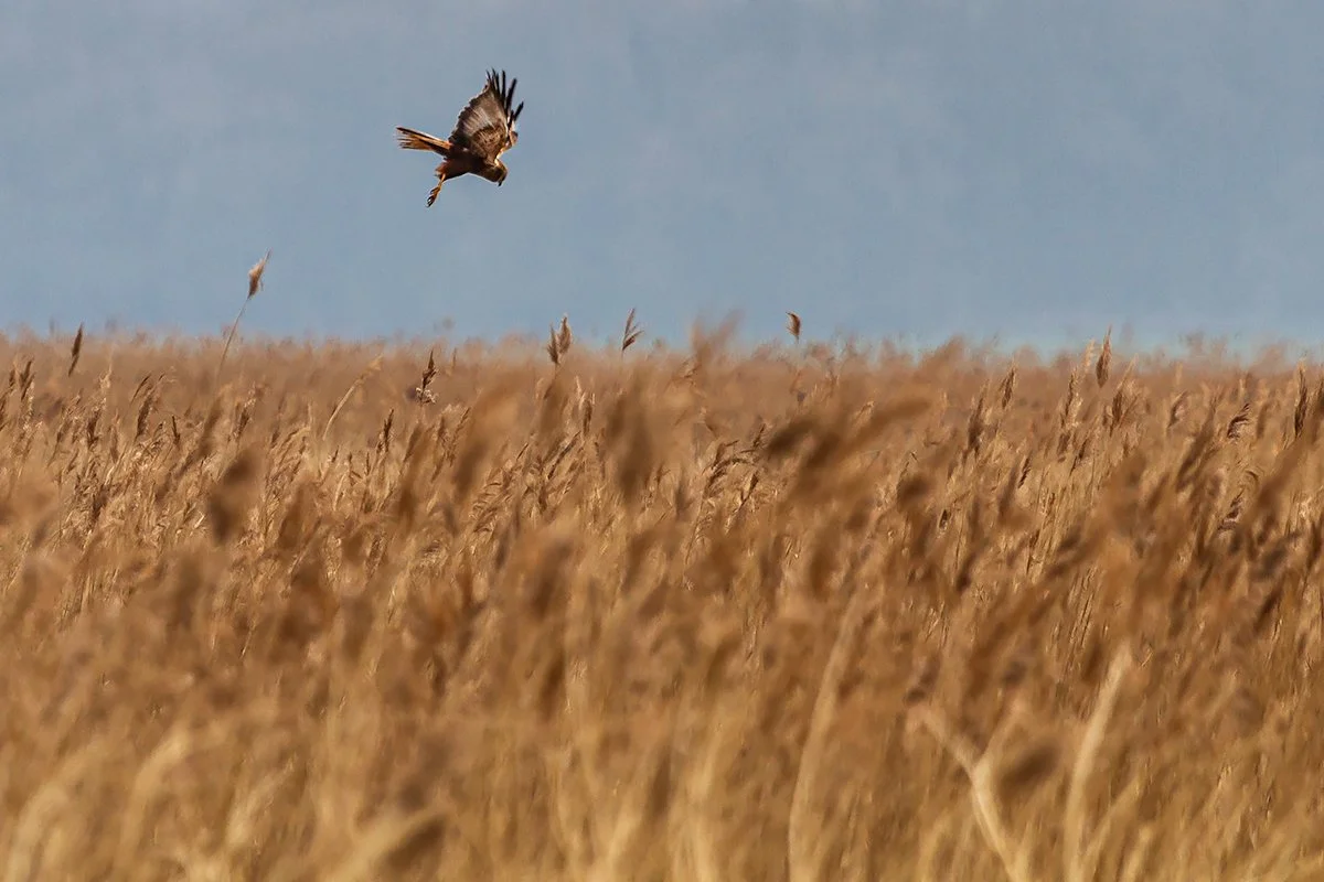 Marsh Harrier