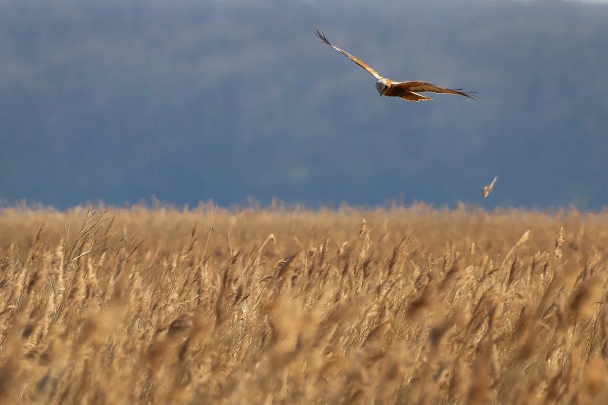 Marsh Harrier