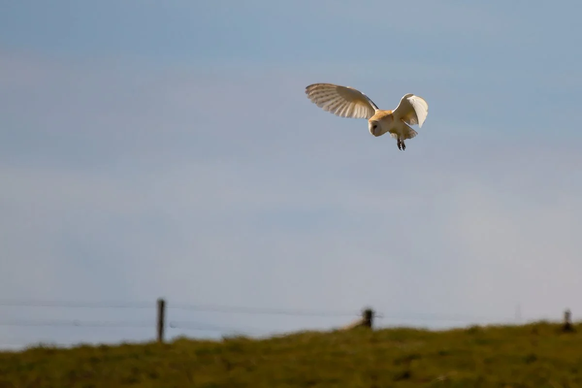 Barn owl