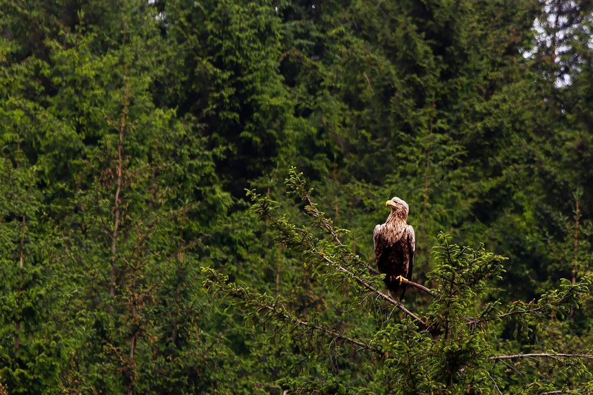 White Tailed Eagle