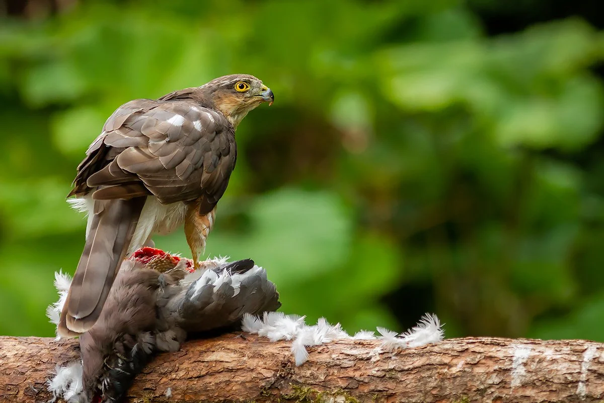 Sparrowhawk