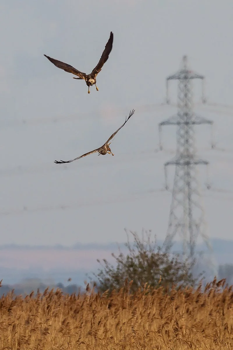 Marsh Harrier