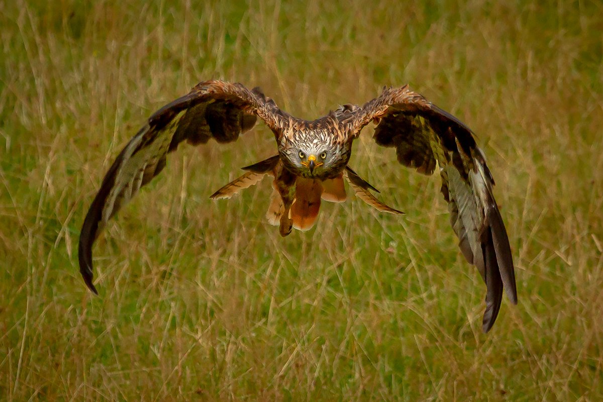 Red Kite