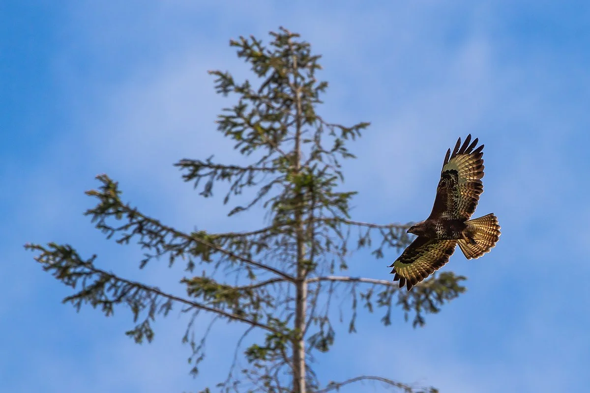 Buzzard