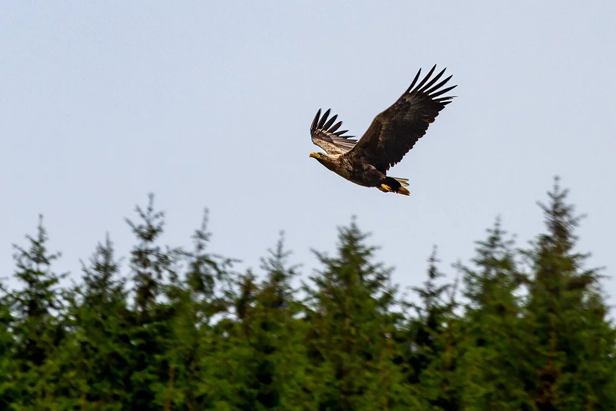 White Tailed Eagle