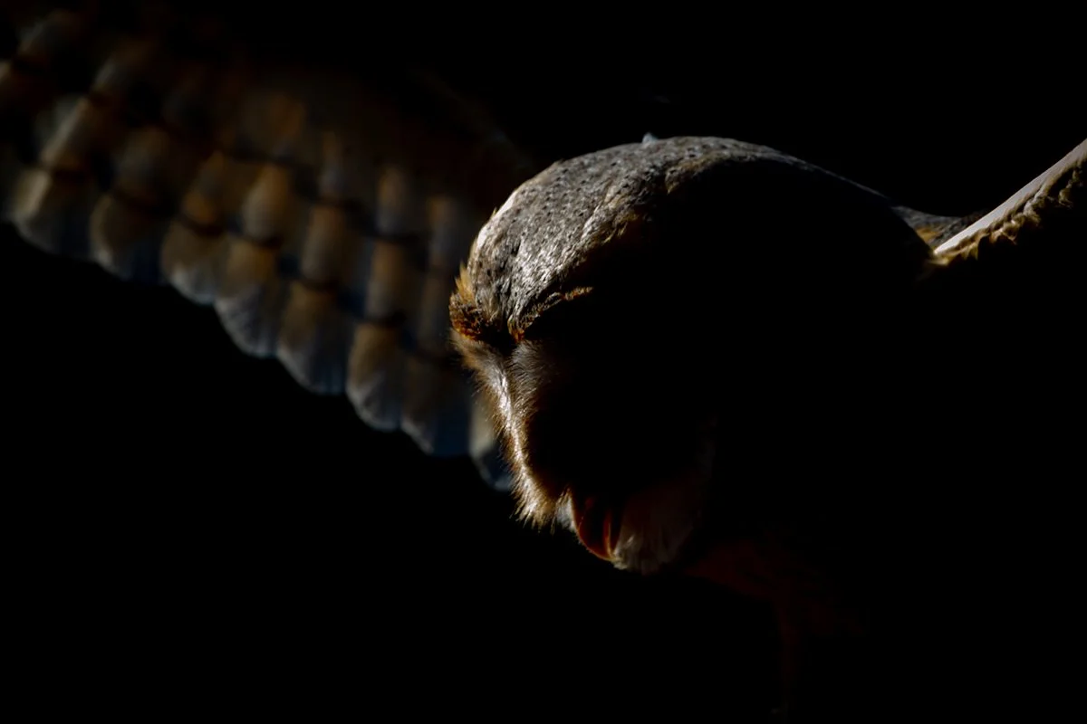 Barn owl