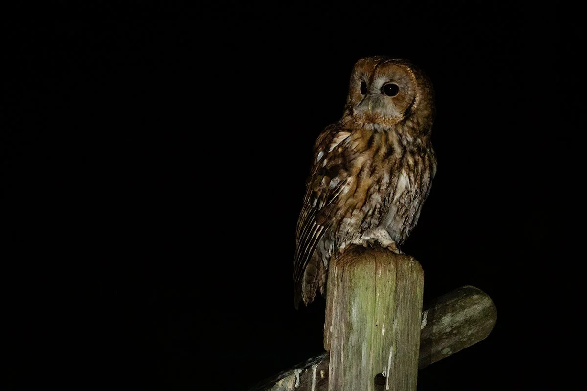 Tawny Owl