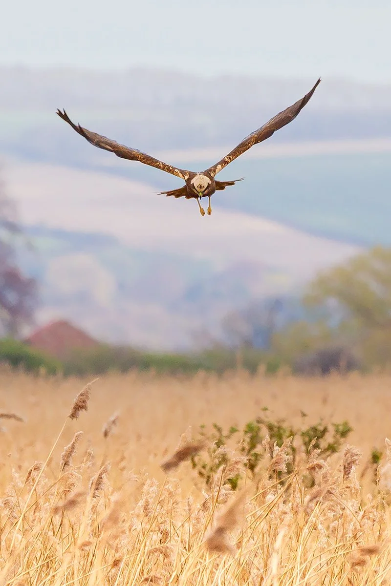 Marsh Harrier