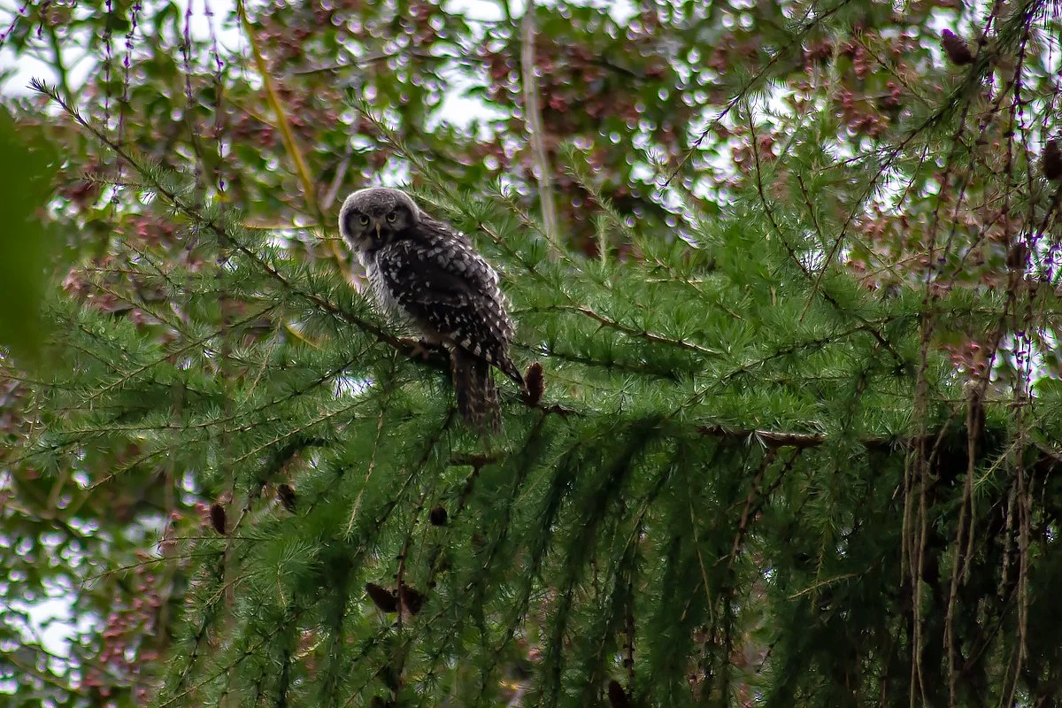 European Hawk Owl