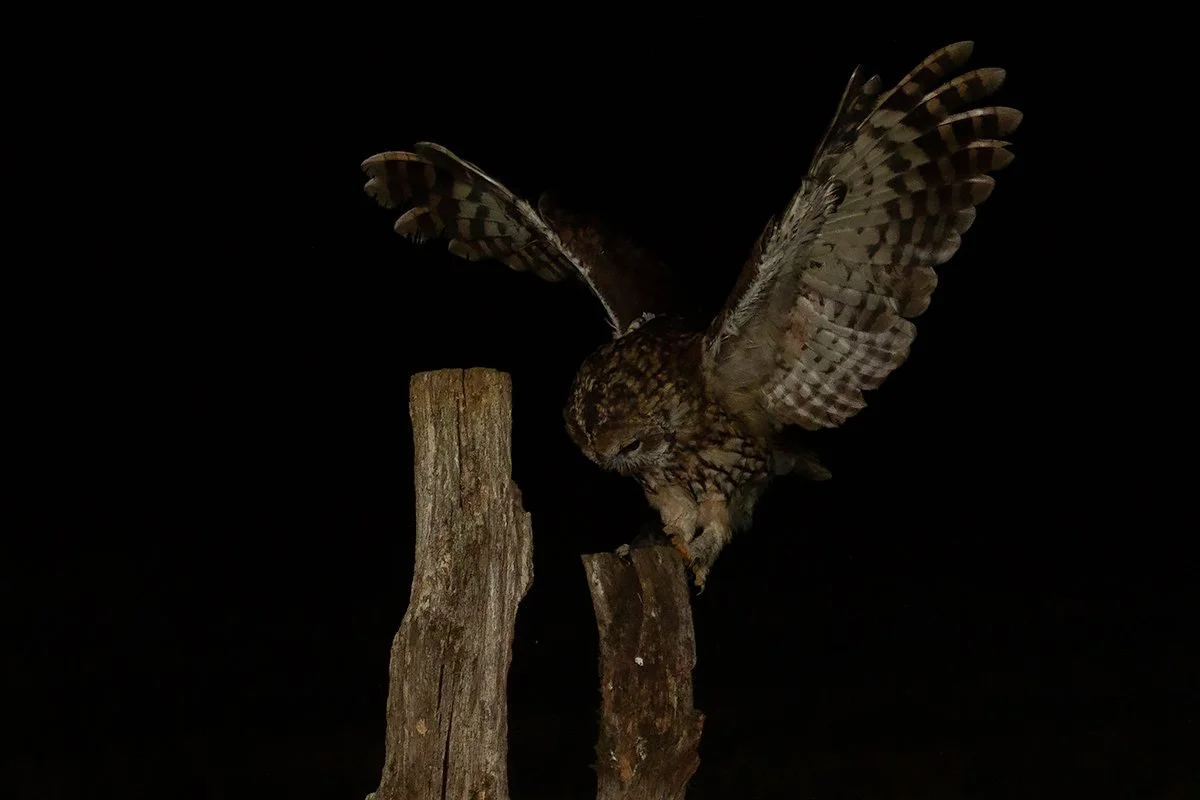 Tawny Owl