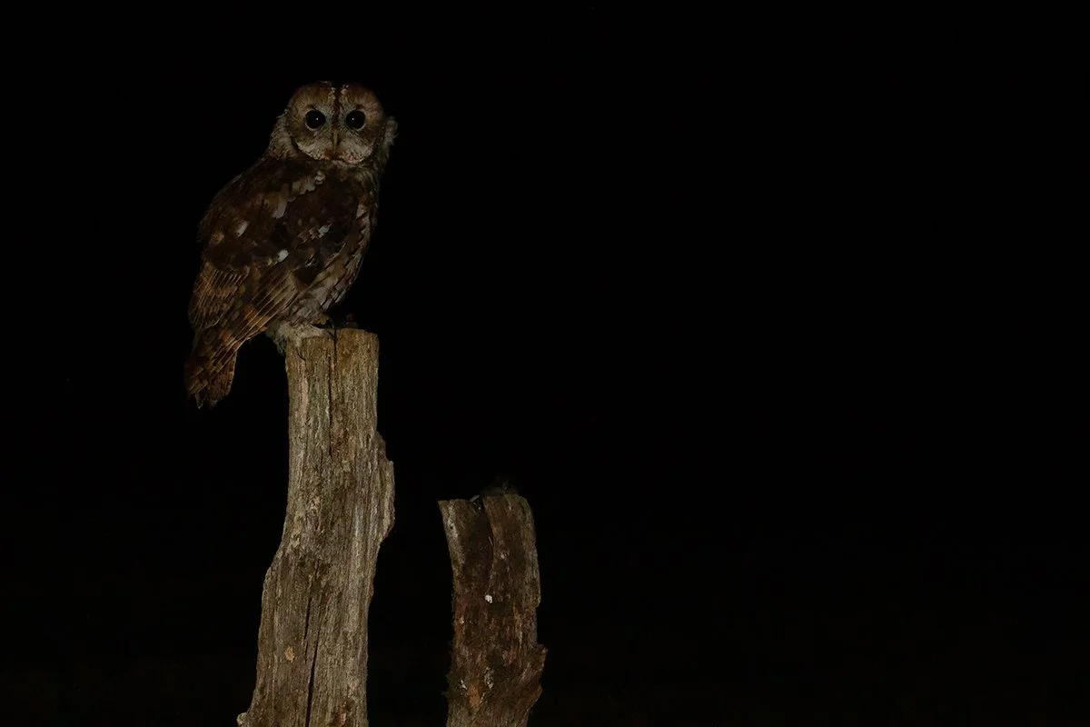 Tawny Owl
