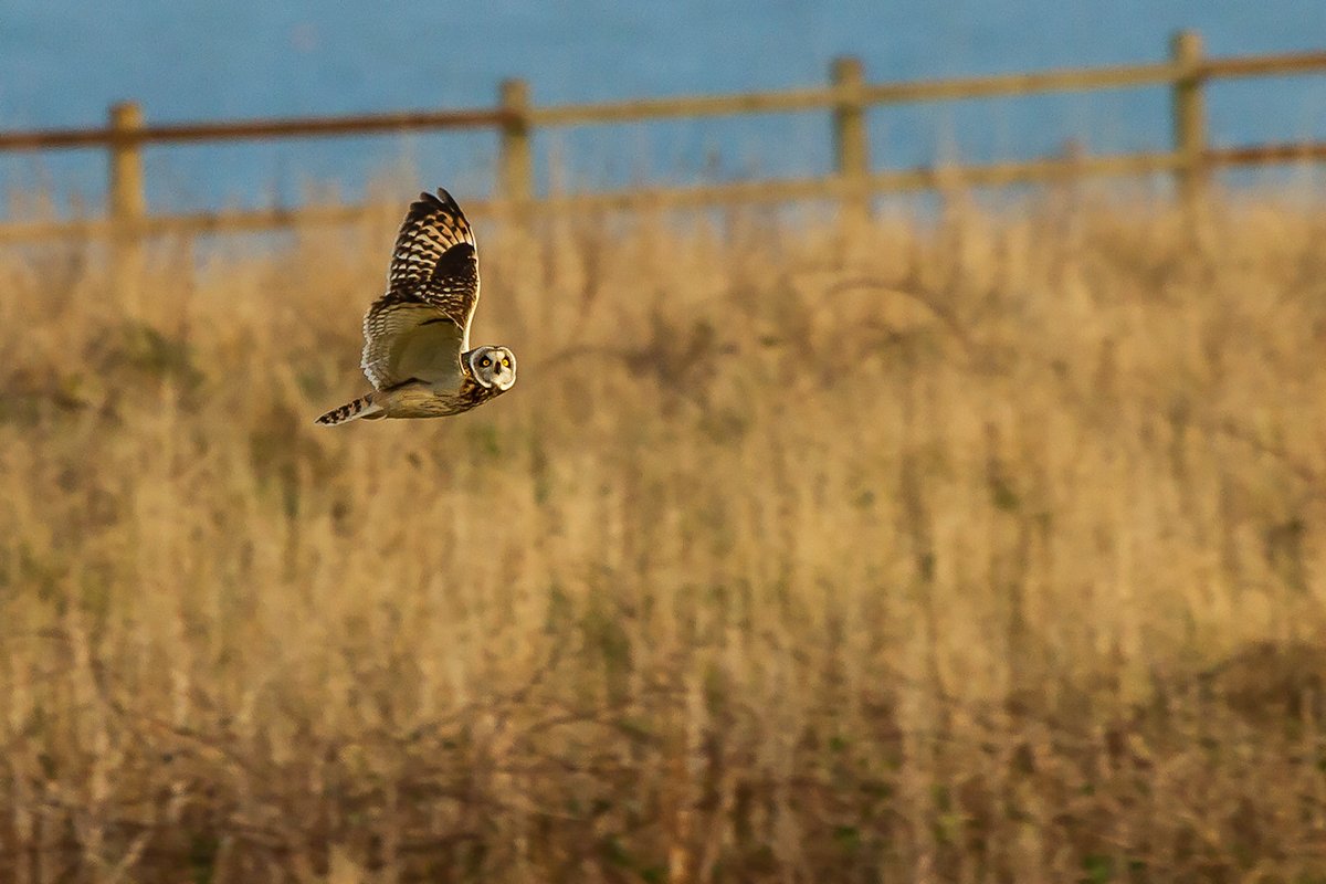 Short Eared Owl