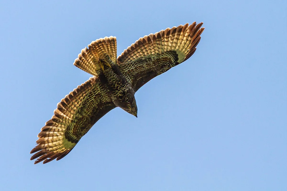 Buzzard
