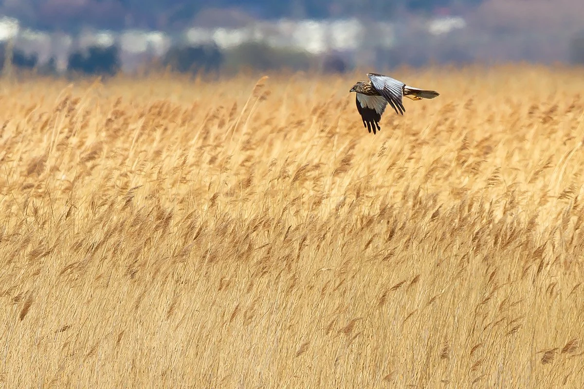 Marsh Harrier