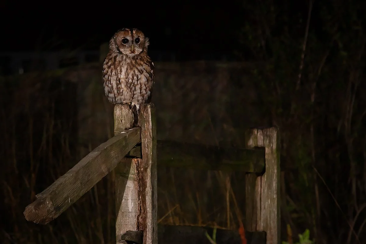 Tawny Owl
