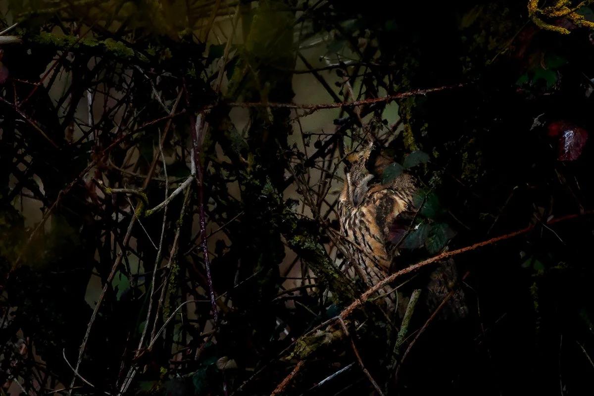 Long Eared Owl