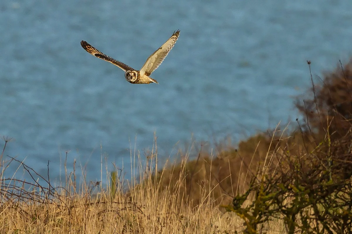 Short Eared Owl