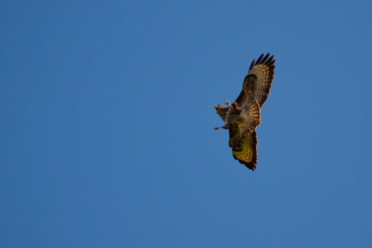 Buzzard
