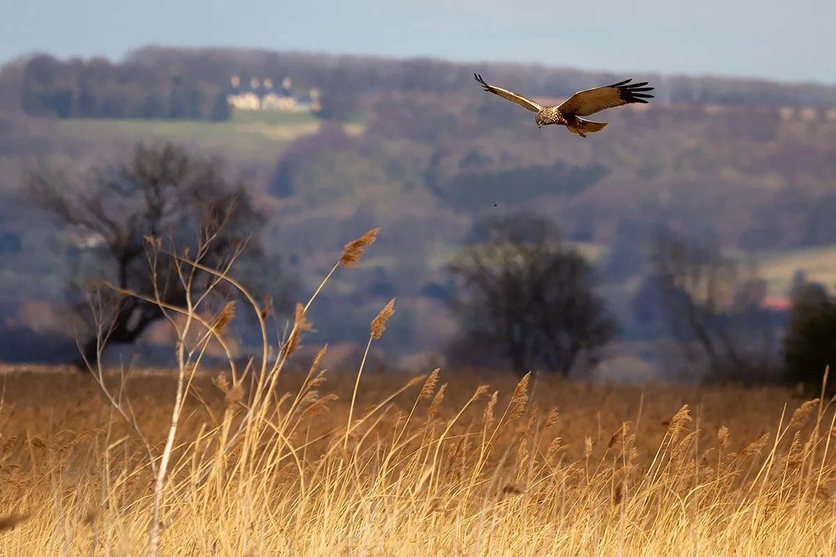 Marsh Harrier