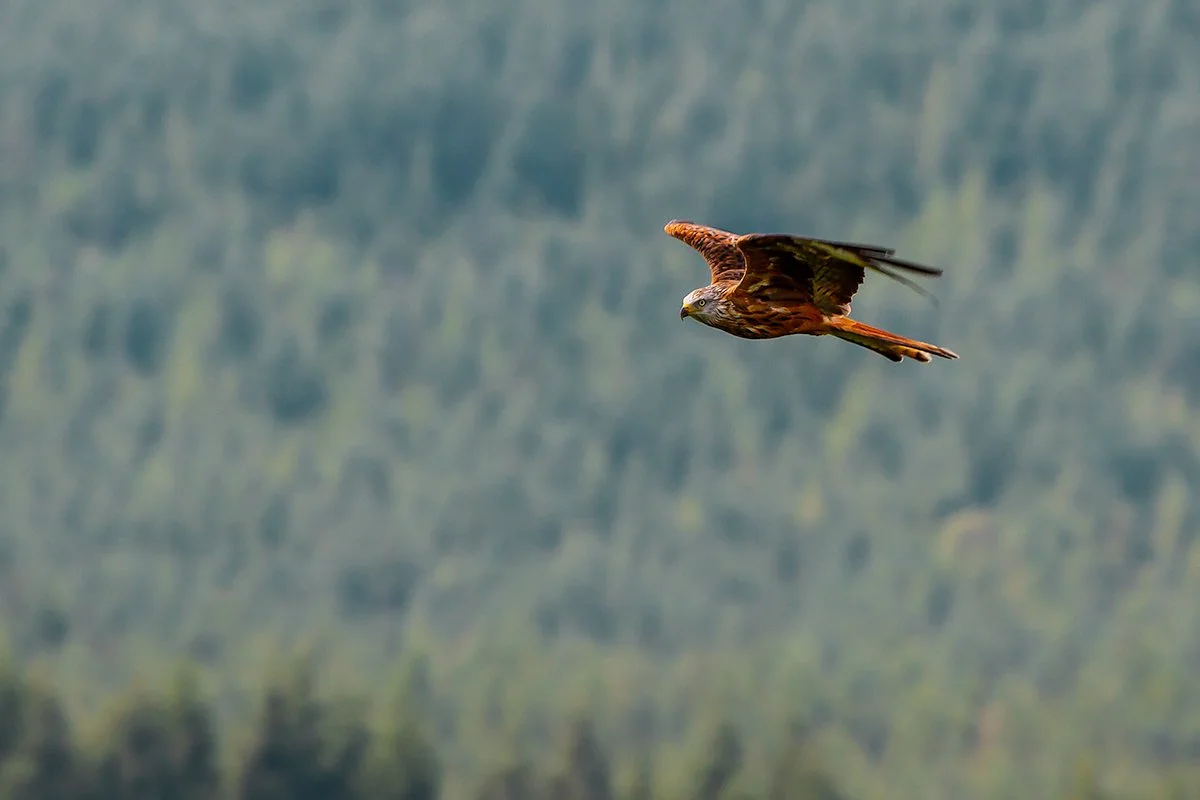 Red Kite