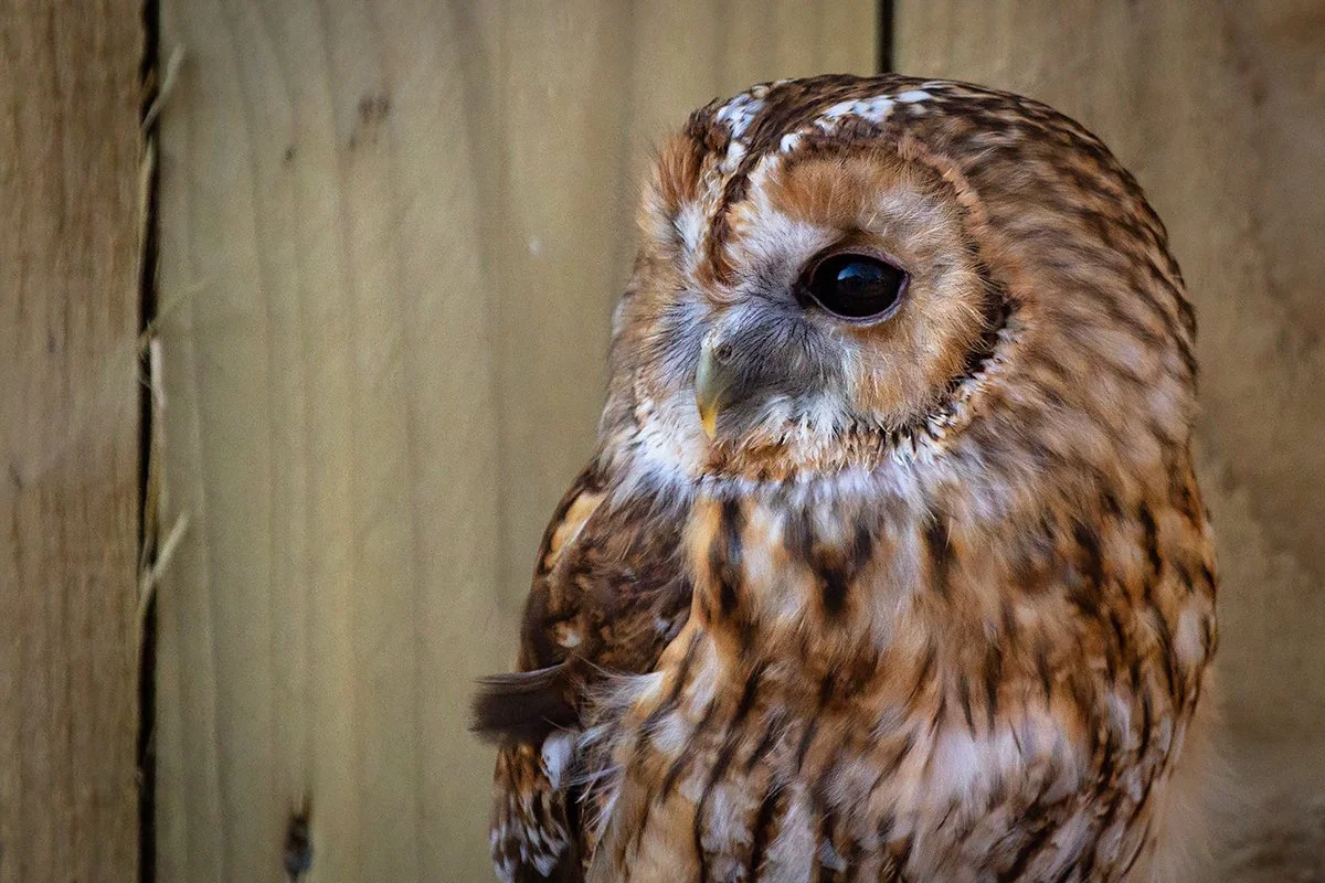 Tawny Owl