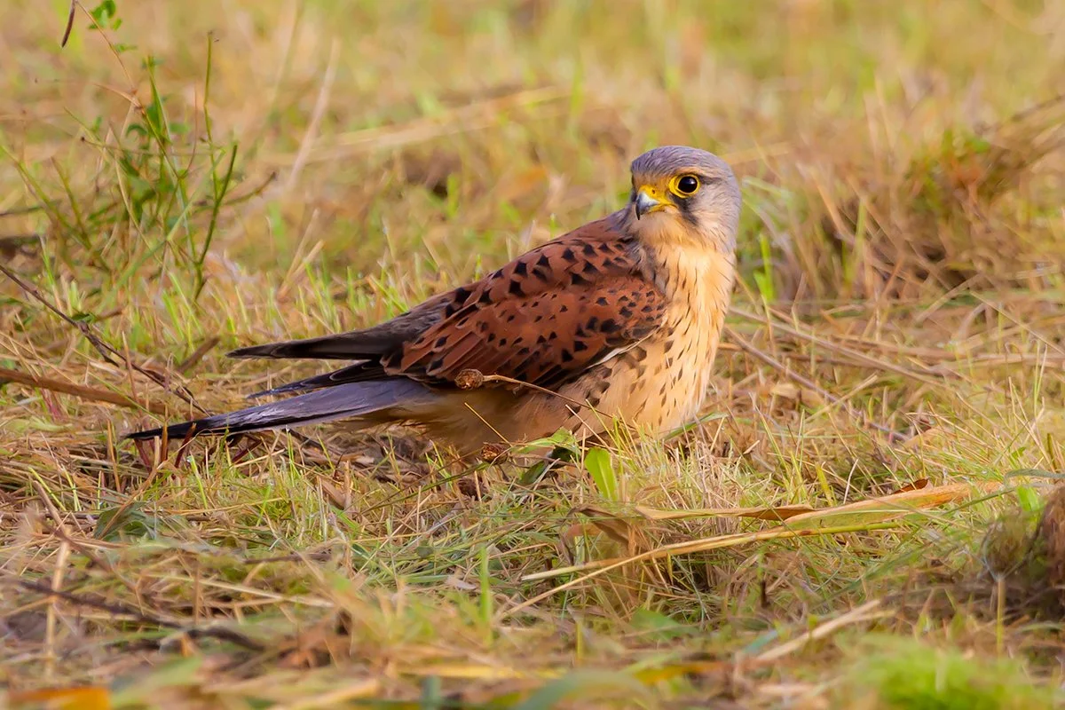 Kestrel