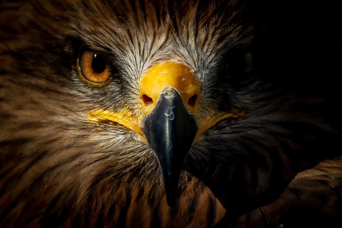 Black Kite