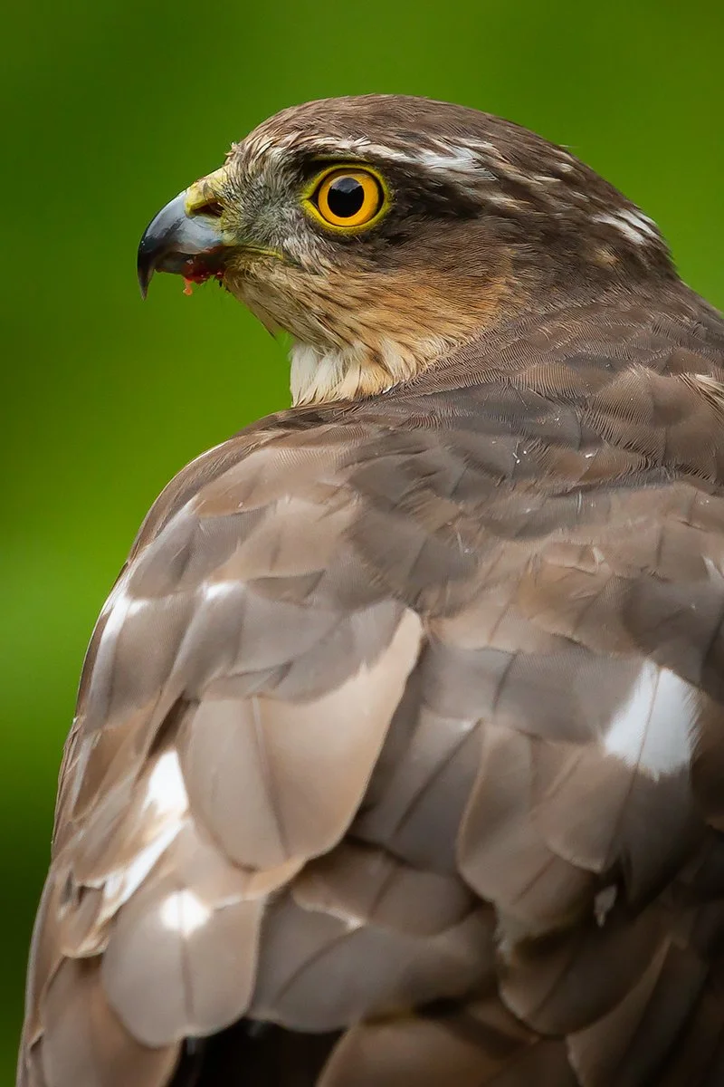 Sparrowhawk