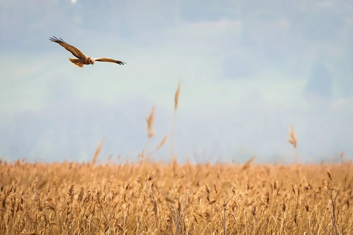 Marsh Harrier