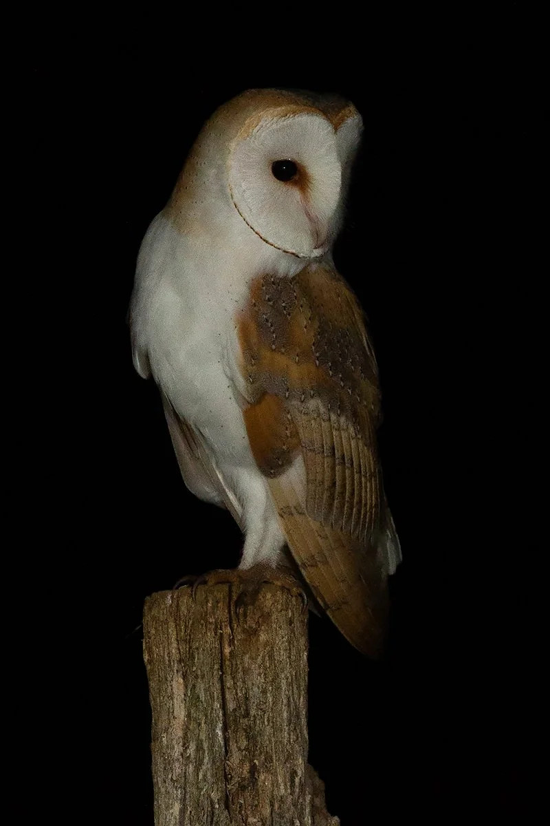 Barn owl