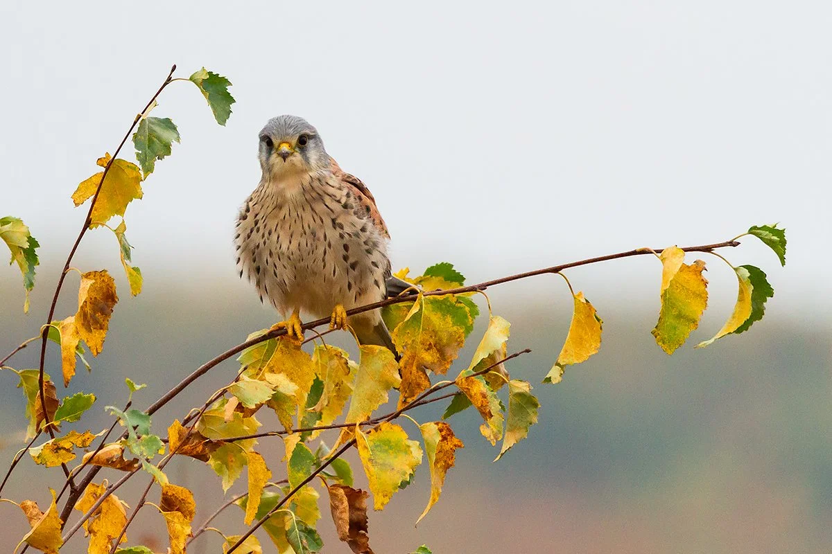 Kestrel