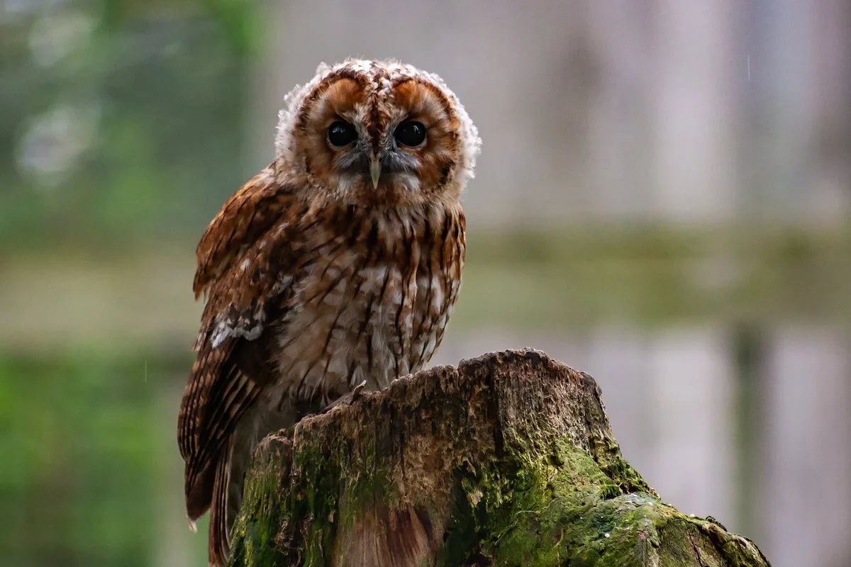 Tawny Owl
