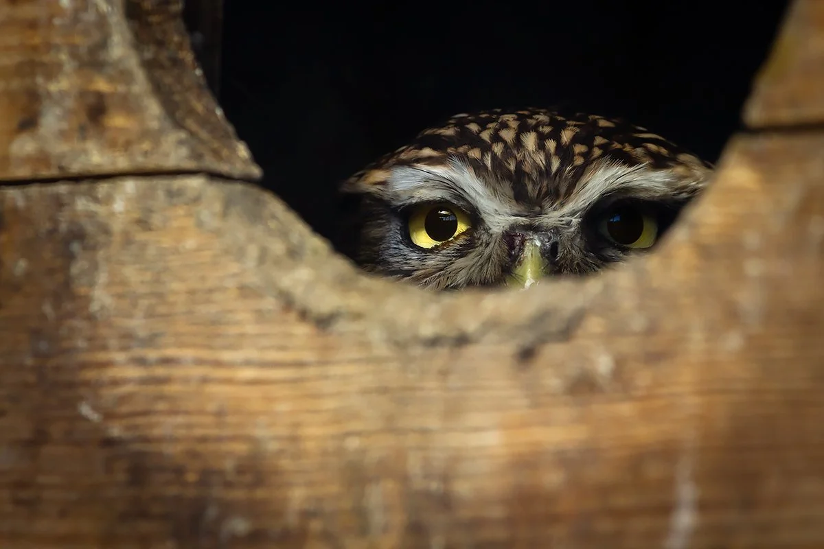 Little Owl