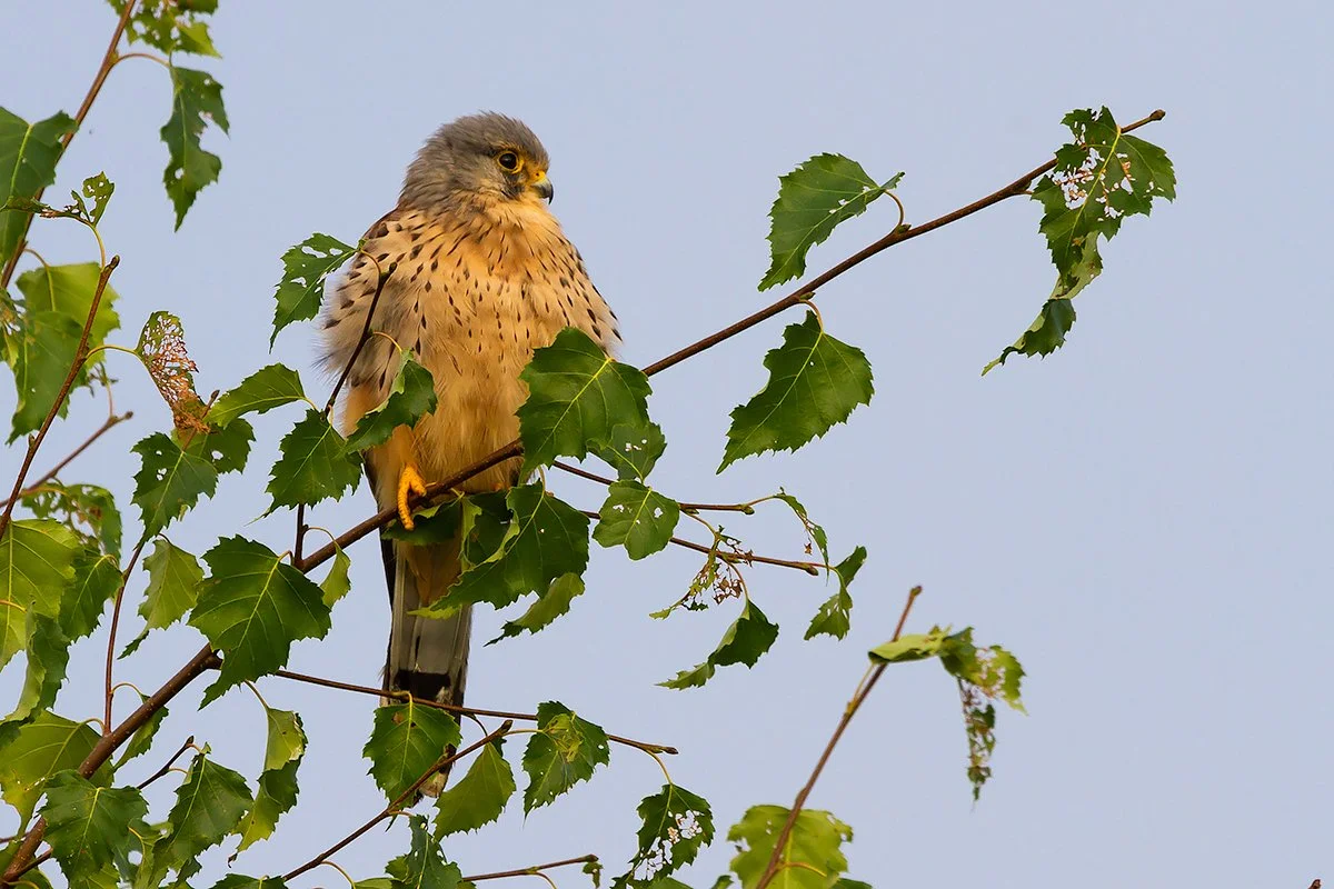 Kestrel