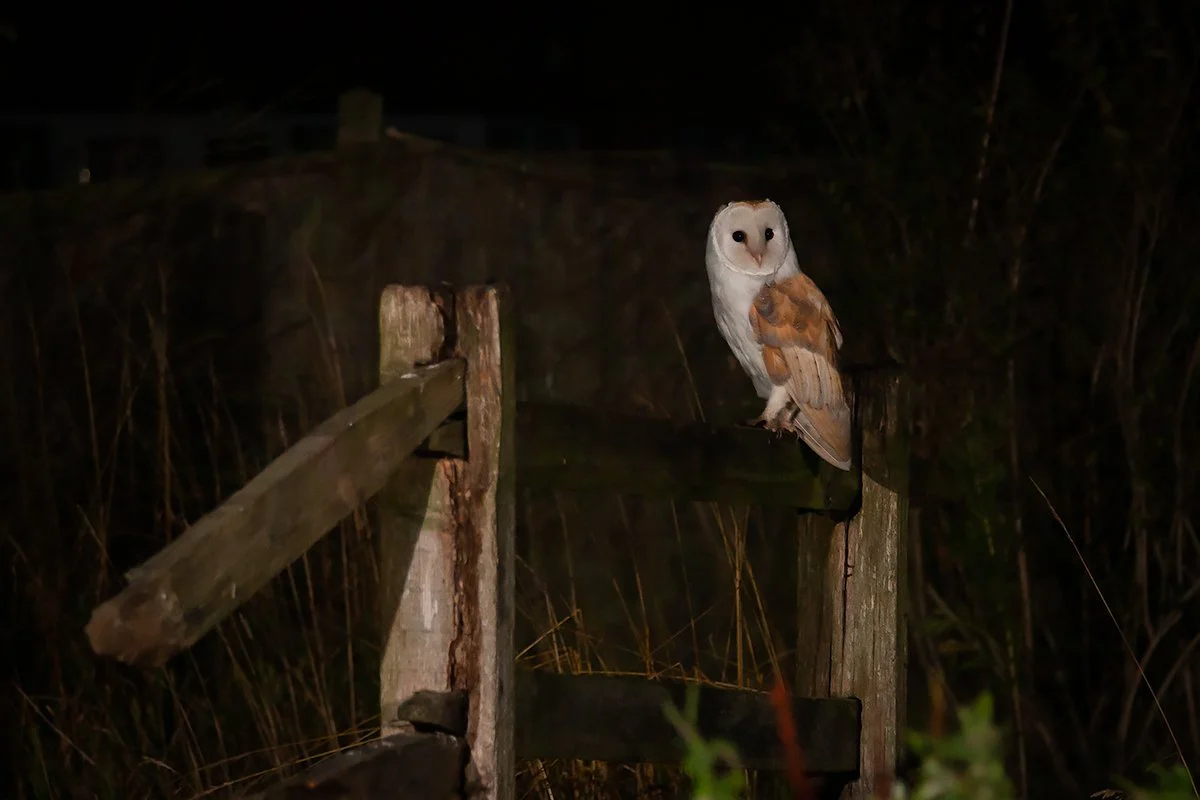 Barn owl