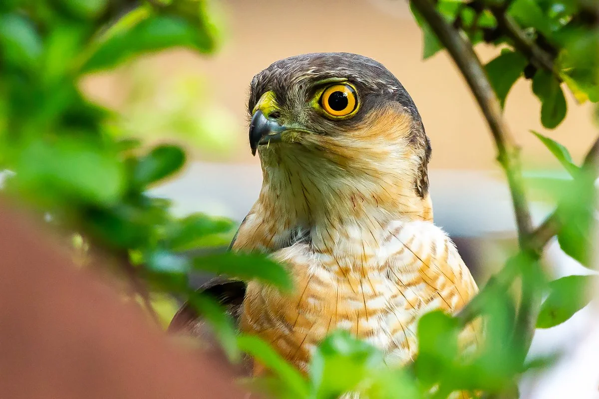 Sparrowhawk