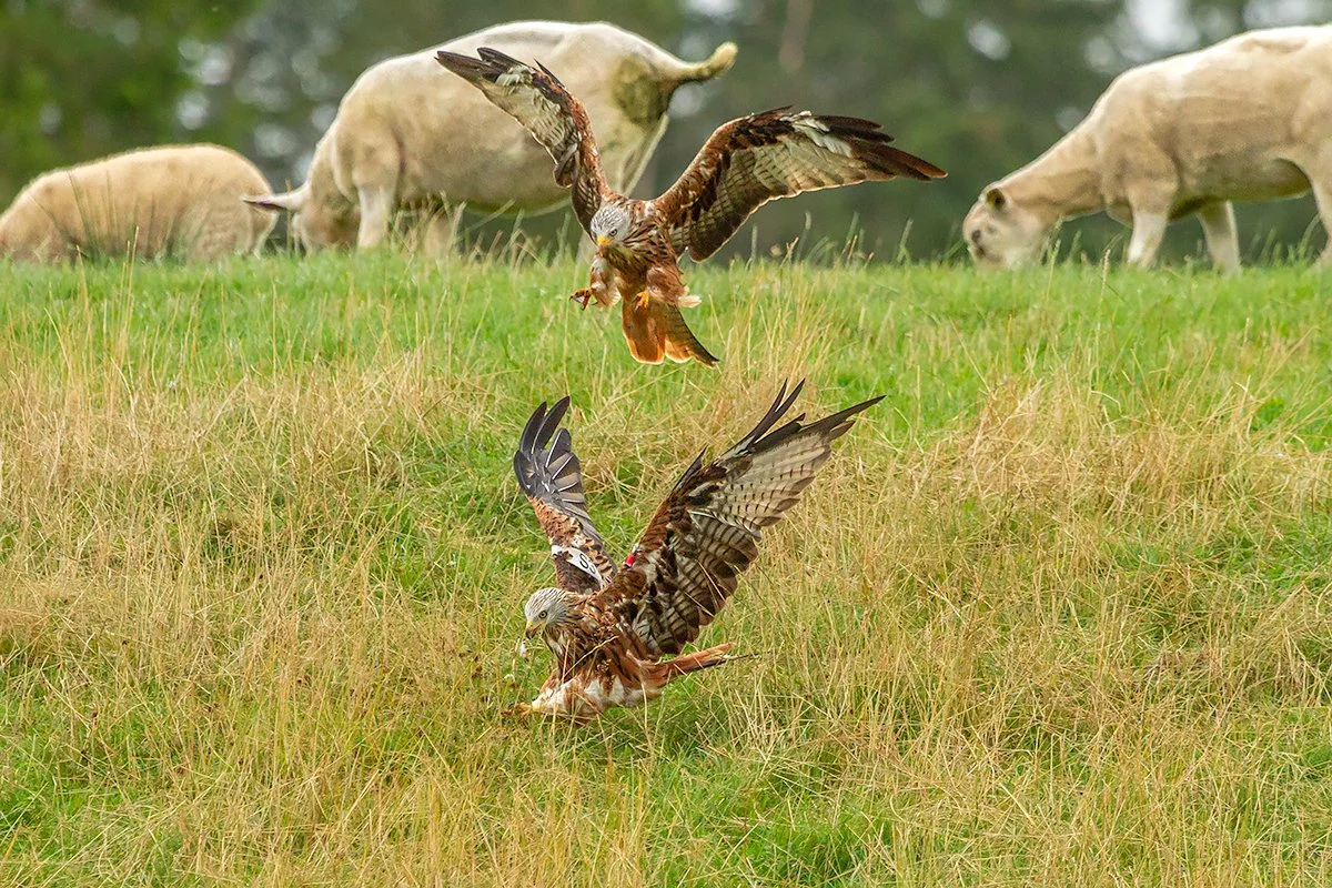 Red Kite