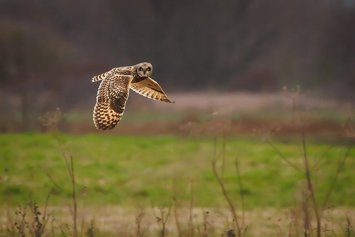 Short Eared Owl