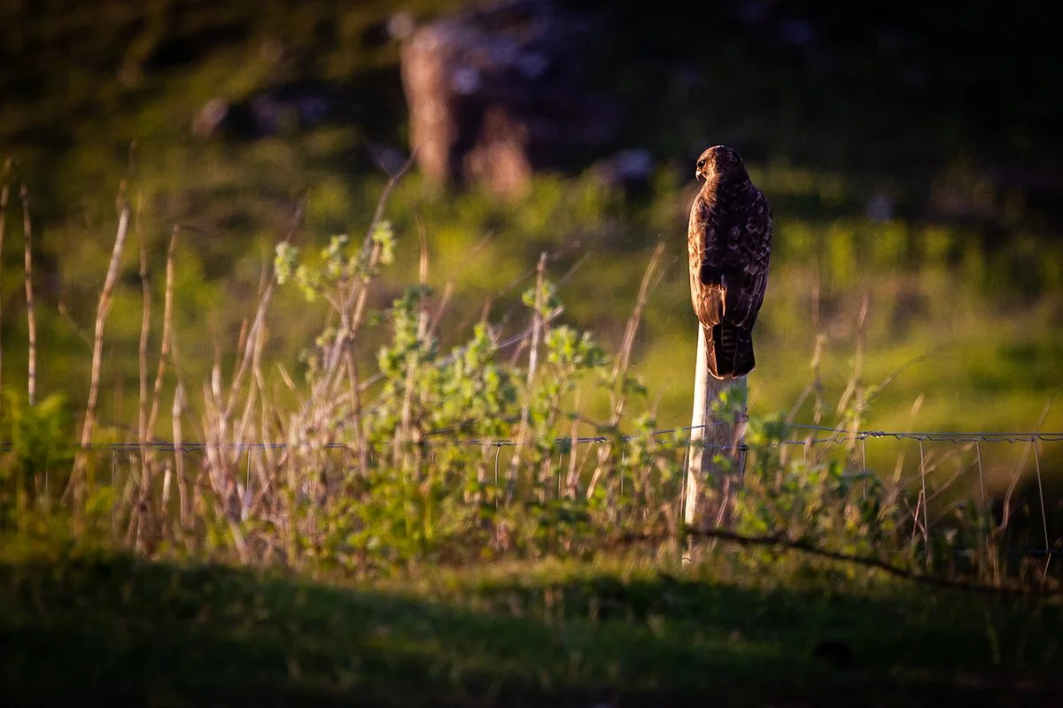 Buzzard
