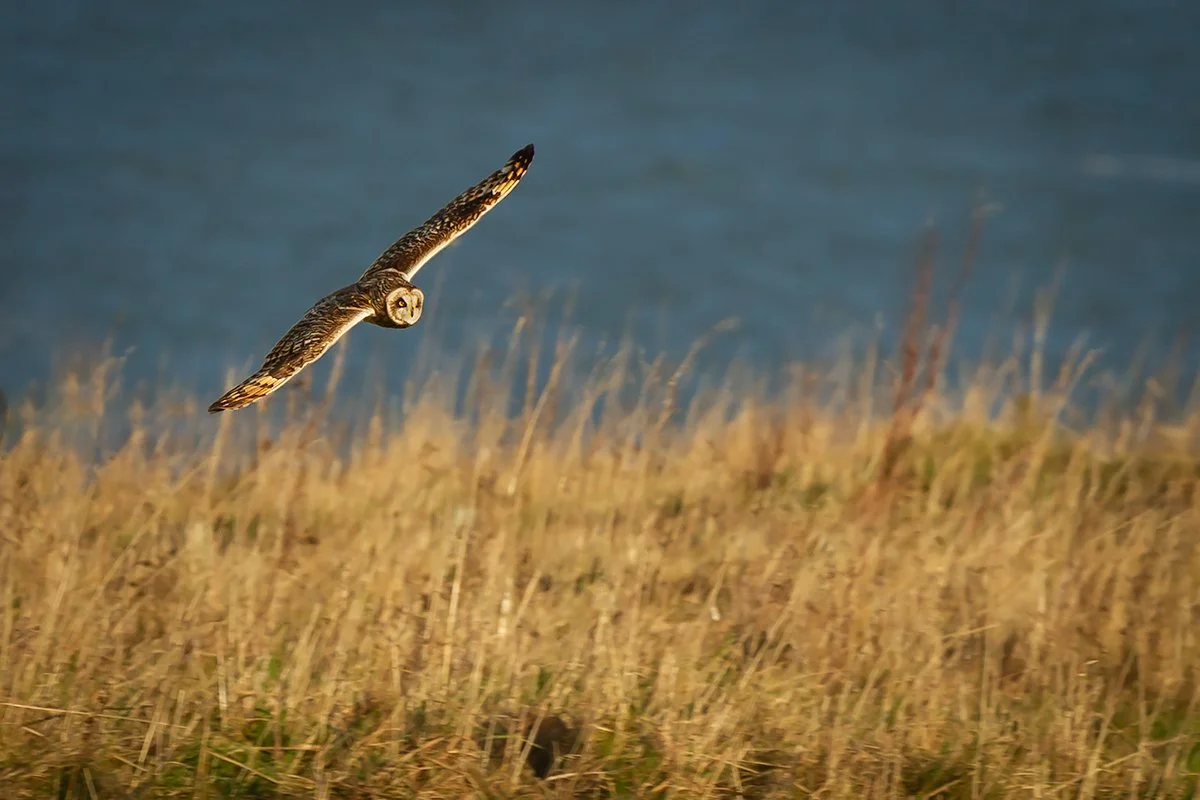 Short Eared Owl