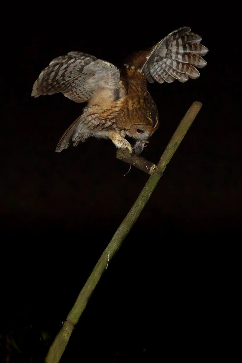 Tawny Owl